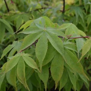 Acer palmatum 'Ôsakazuki' 150-175 cm